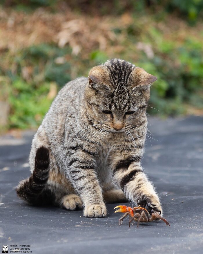 <!--noindex--><a href="https://pikabu.ru/story/trogovavae_13569712?u=https%3A%2F%2Fx.com%2Fi%2Fstatus%2F2006508683463983207&t=https%3A%2F%2Fx.com%2Fi%2Fstatus%2F2006508683463983207&h=be1a67573c4366febb291d1cf7b7141f4a6f7cbe" title="https://x.com/i/status/2006508683463983207" target="_blank" rel="nofollow noopener">https://x.com/i/status/2006508683463983207</a><!--/noindex-->