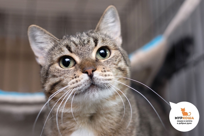 Кошка Миролюба, 2 года, приехала из Суджи.