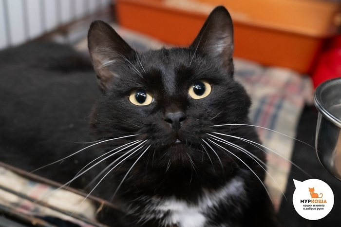 Кот Декаданс, 2 года, найден на улице.