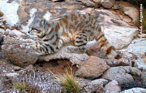 Андская кошка точит коготсы.