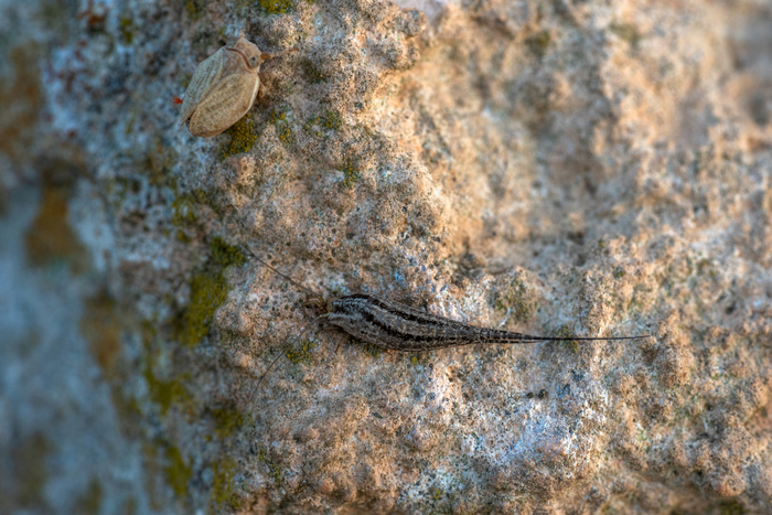 ��� Machilinus, ��������� Meinertellidae, ���� � ������ ����������, ��������� ����� �������� (CC-BY-NC)