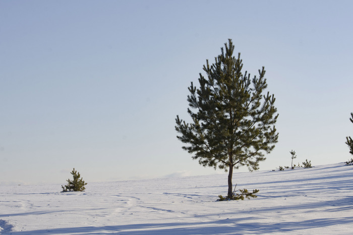 ����� �������.