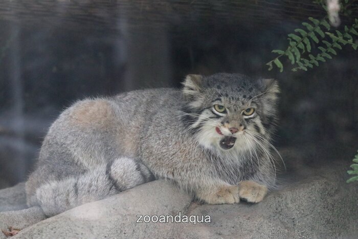 ��� � ������ �� ��������� ����������� ��������