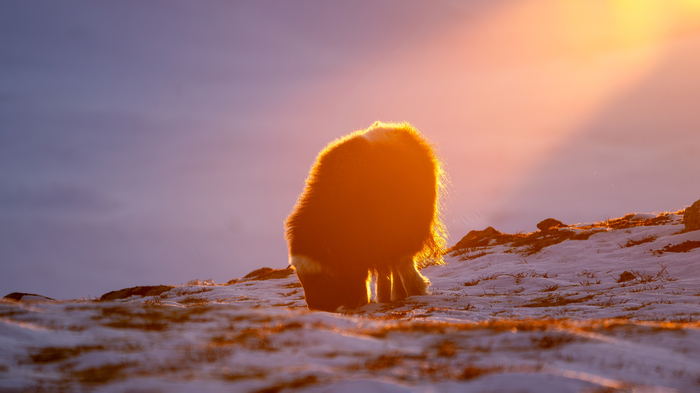 ������� - ������ �������� �� �������...