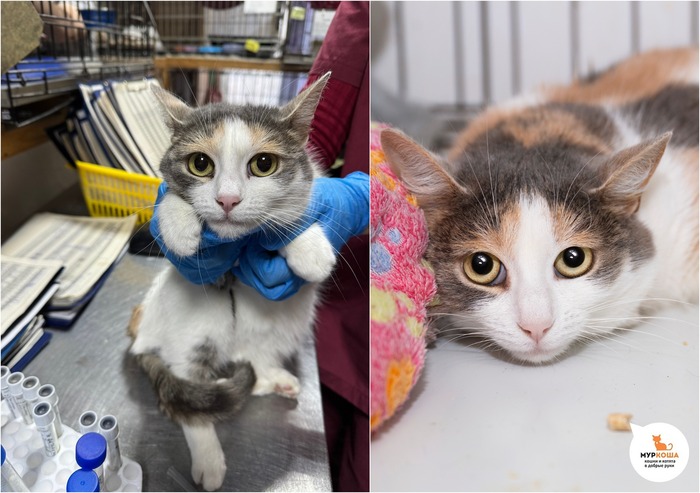 ����� �������, 2 ����, � ����������.