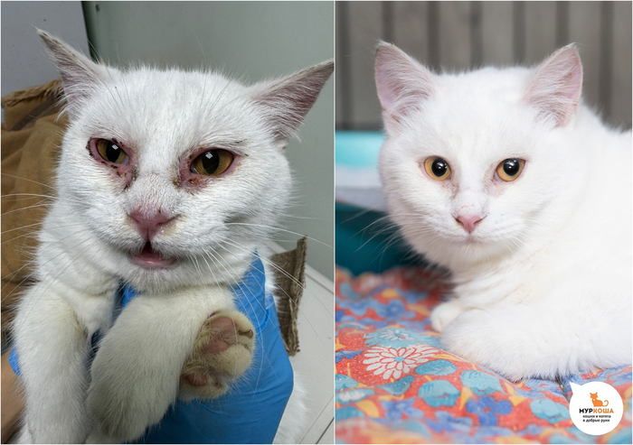 ������-������� �����, 8 �������, , ����� �� �����.