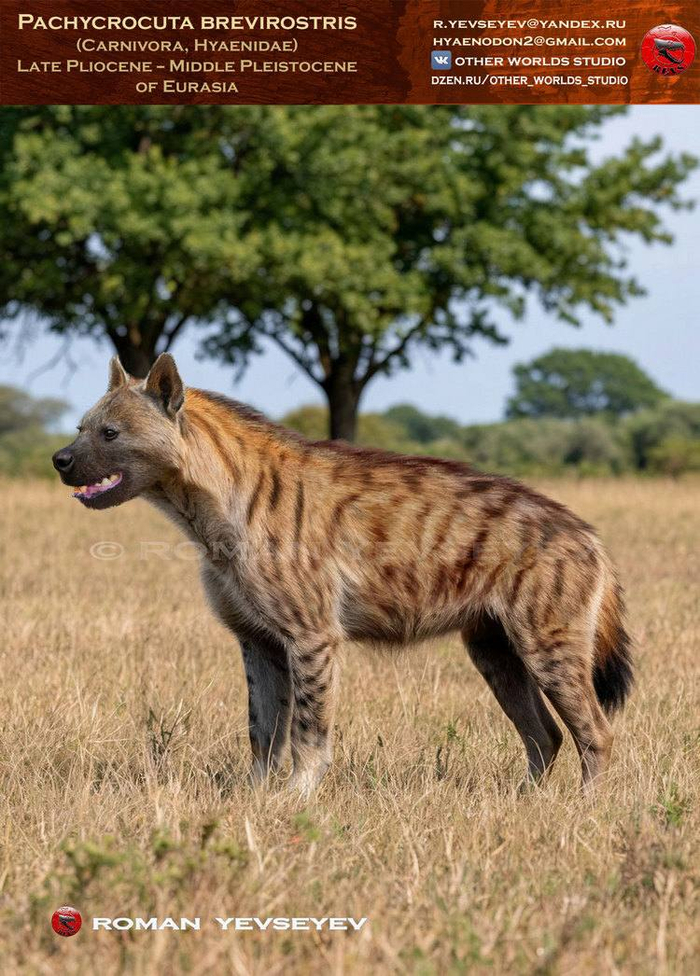 ����������� �� ���������-�������������� ������ �������