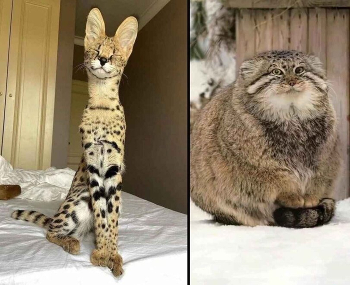 ������������ �������