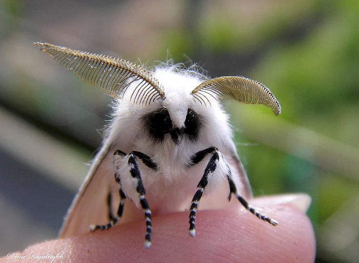 ��� ��������