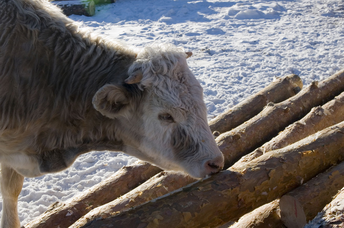 ������ �����.