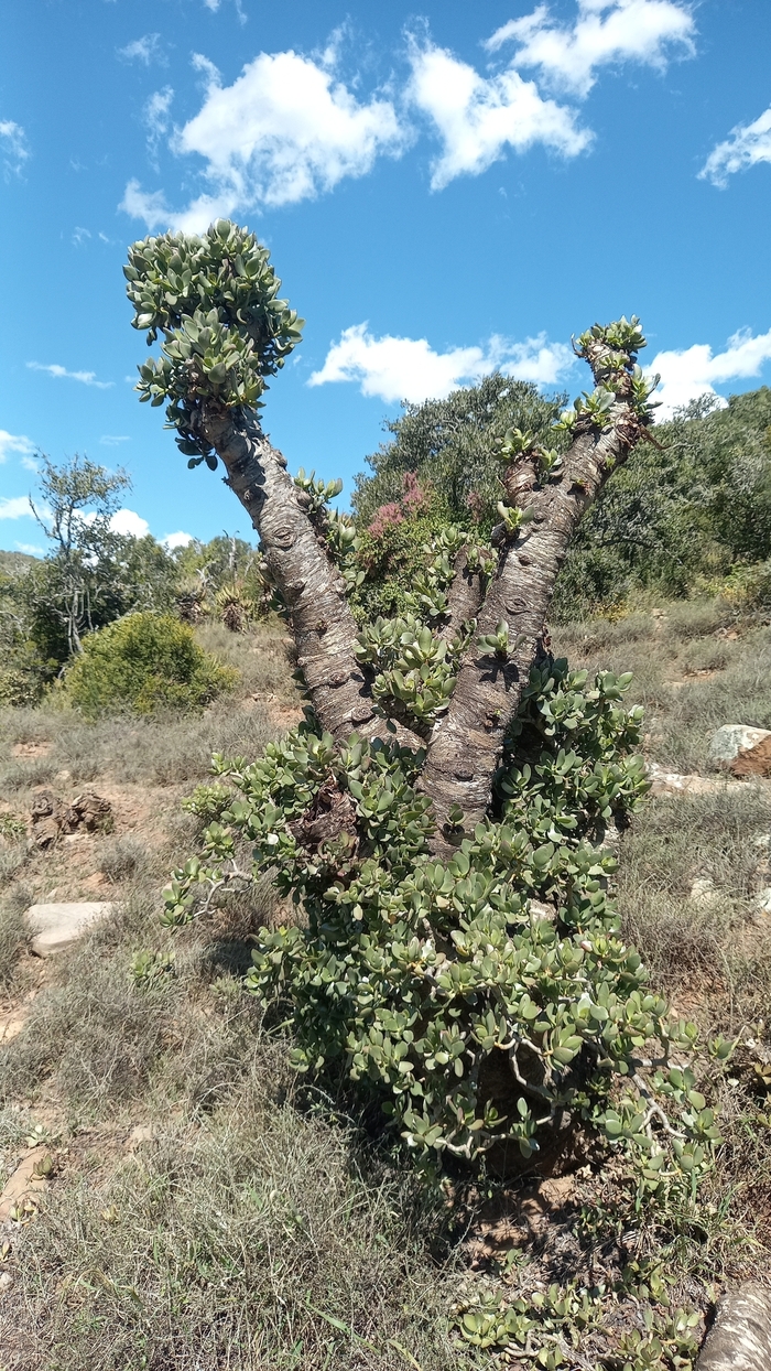 Взрослая толстянка в провинции Восточный Кейп. Фото S. Hall с сайта <!--noindex--><a href="https://pikabu.ru/story/tolstyanka__denezhnoe_derevo_13580604?u=http%3A%2F%2Finaturalist.org&t=inaturalist.org&h=36da29dc9fa38f53878b53b1ea8a2c5941d0e9cc" title="http://inaturalist.org" target="_blank" rel="nofollow noopener">inaturalist.org</a><!--/noindex-->. 