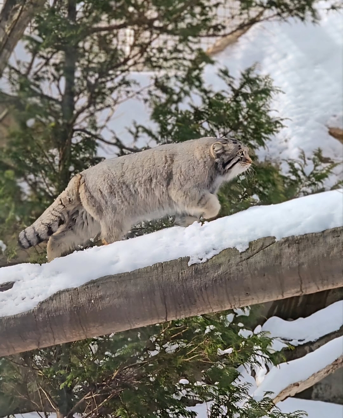 Штурмуя снежный перевал
