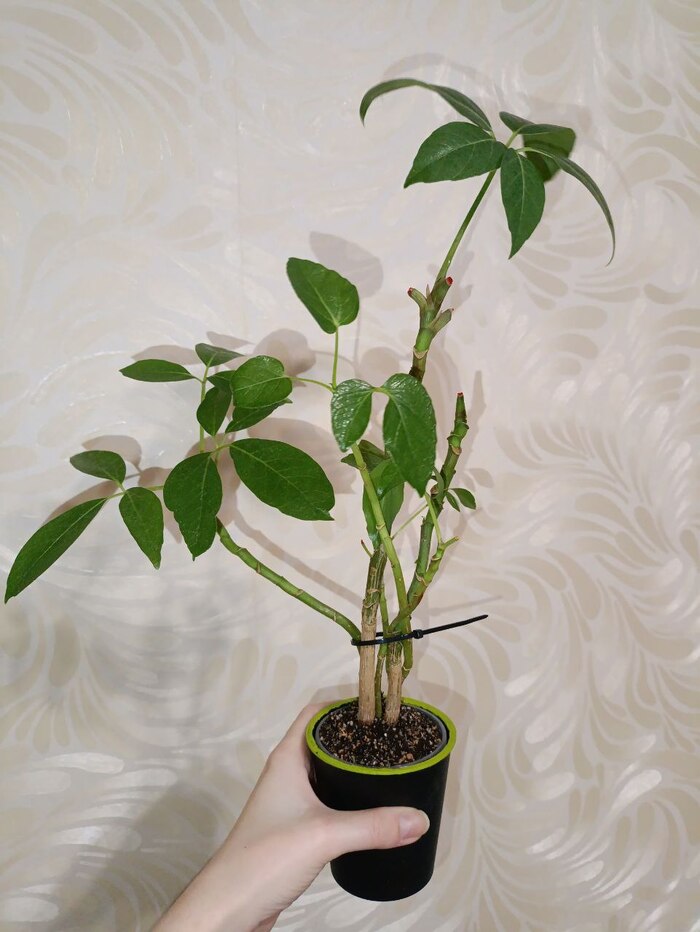 �������� ����� ���������