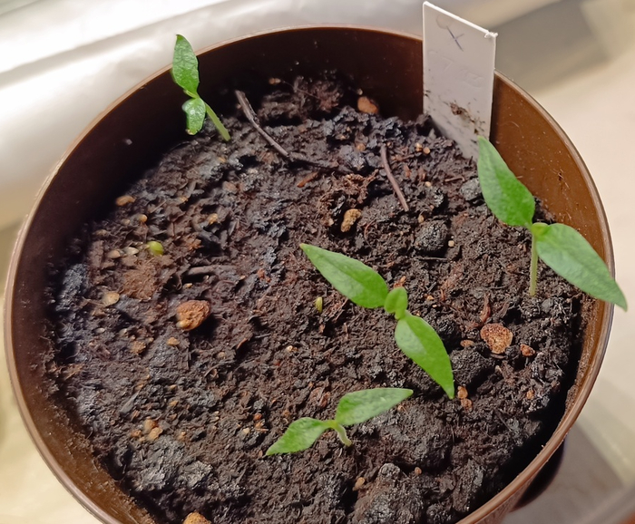 ��� �������� ���������