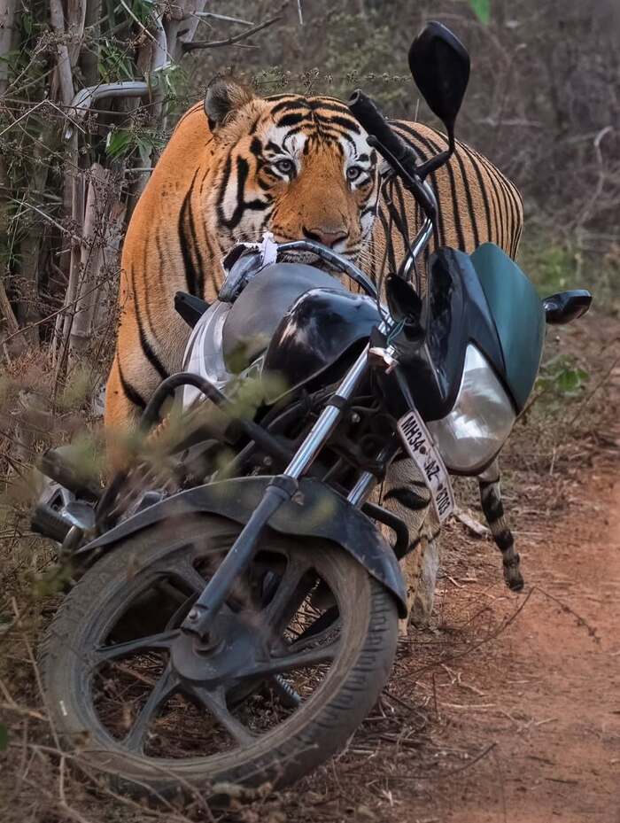 ������ � ����� ���� ����������� ��������