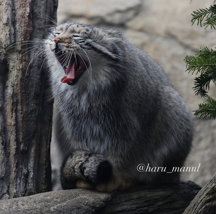 ����������� ����������