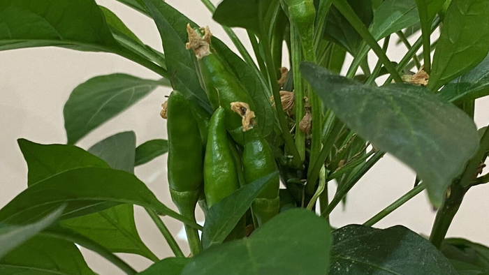 �� ���� ����� ����������!