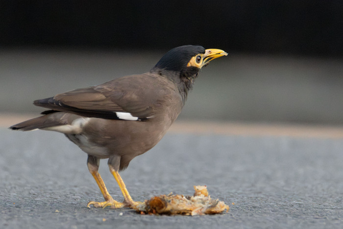 ��� �������́��� ������́�