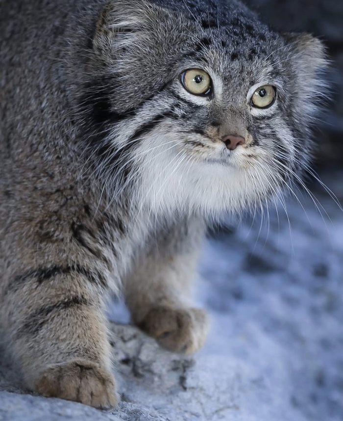 ��� ��� �������� ���������?