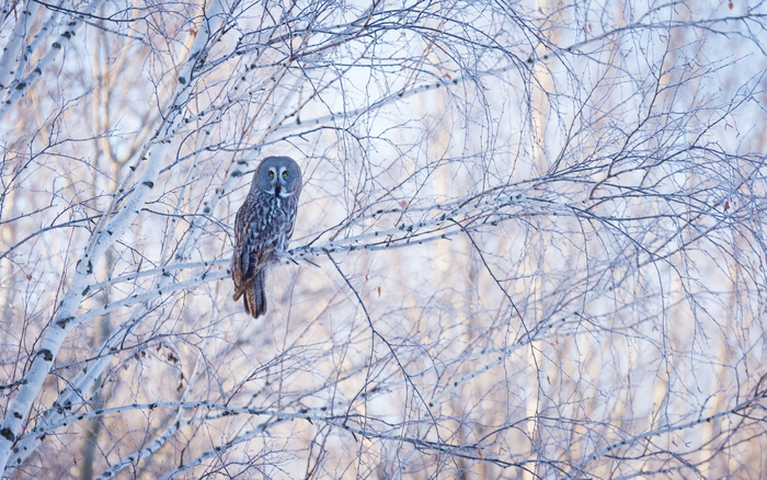 ����: ��� �������� <a href="https://pikabu.ru/story/strazh_zimnego_lesa_13587395?u=https%3A%2F%2Frtraveler.ru%2Fphoto%2F1480532%2F%3Feditorial_photos%3D1&t=%D0%BE%D1%82%D1%81%D1%8E%D0%B4%D0%B0&h=5585e72bd26d7dccfa4ba1de227158886ddd0c78" title="https://rtraveler.ru/photo/1480532/?editorial_photos=1" target="_blank" rel="nofollow noopener">������</a>