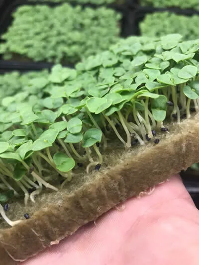 Mineral wool (agrowool) for hydroponic plant growing. Features, nuances, and subtleties. - Longpost, Vertical Truss, Hydroponics, Mineral cotton, My