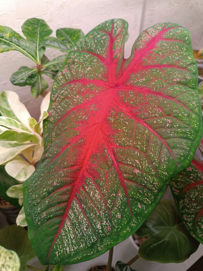 ���� Brandywine 