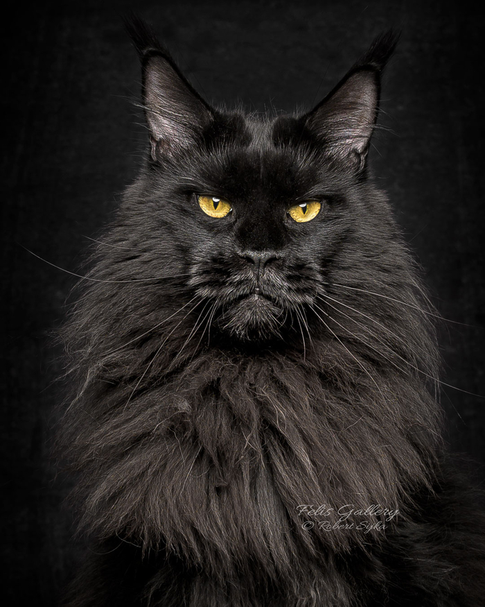 @Felis Gallery by Robert Sijka