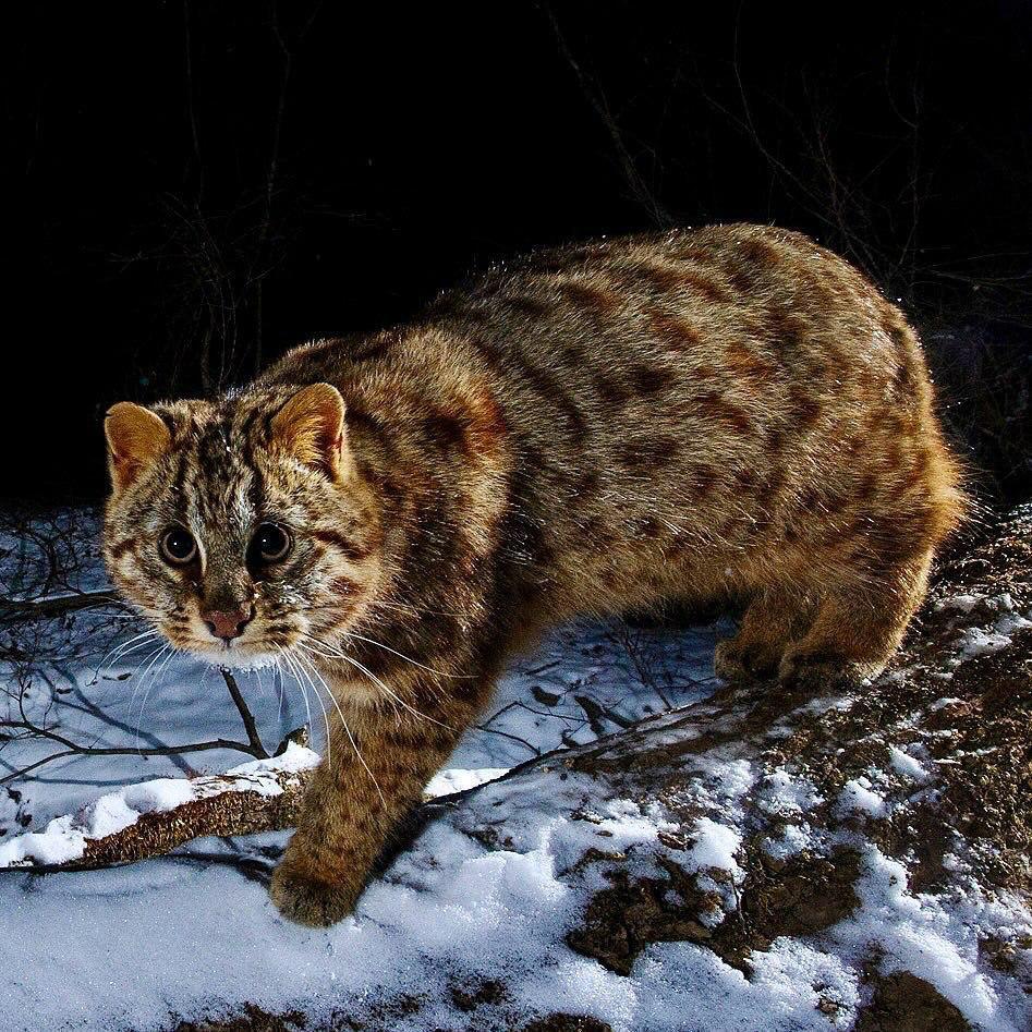 Встречайте самого очаровательного жителя тайги! - Дикие животные, Тайга, Приморский край, Животные, Милота, Факты, Telegram (ссылка), Длиннопост, Семейство кошачьих, Дальневосточный лесной кот, Повтор