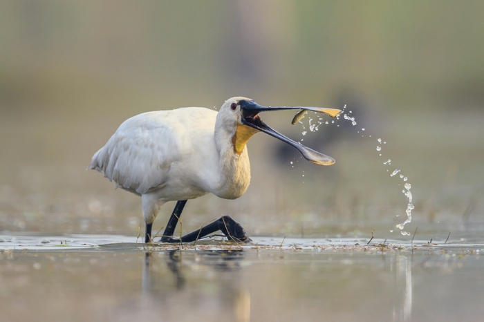 ������� �������