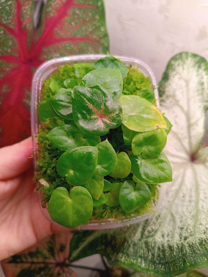 ��������� ������ ����� �������, ���� ��� � ������������ �������� ����������.