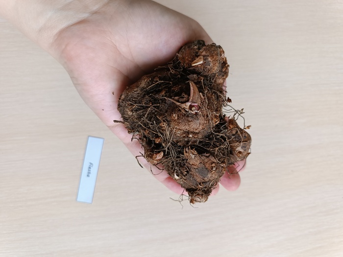 �������� Fiesta, ����� ������� � ������� �������, ������ ������.