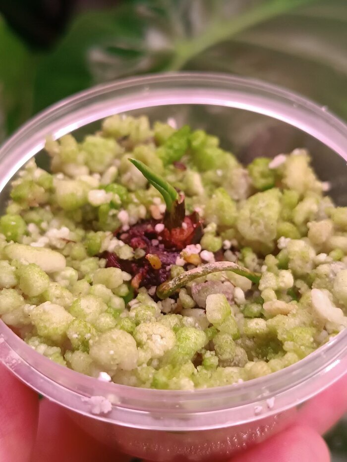 ����� ��������