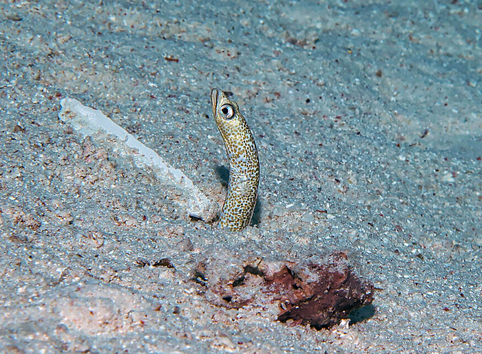 ������������� �������� (Gorgasia sillneri)