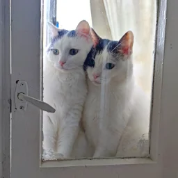 CatRain