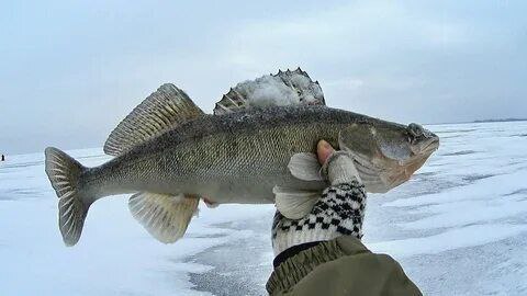 ������ ������ �����