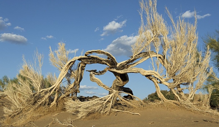 Саксаул белый. Фото с сайта <!--noindex--><a href="https://pikabu.ru/story/saksaulyi_13592653?u=http%3A%2F%2Fplantarium.ru&t=plantarium.ru&h=a99e55320aea562513d8f75971d3e7338d0dbe18" title="http://plantarium.ru" target="_blank" rel="nofollow noopener">plantarium.ru</a><!--/noindex-->.