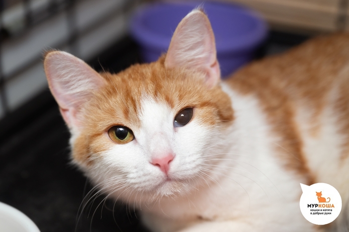 Кошка Дудочка, 2 года, найдена на улице.