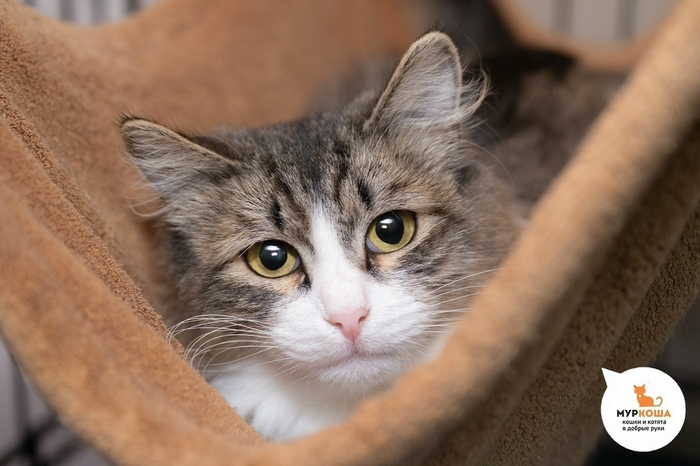 Кошка Фиама, 1 год, найдена на улице. Диагностирован ВЛК. Пристраивается единственной кошечкой или в семью с кошками-носителями ВЛК. Обращаем внимание, что ВЛК не опасен для человека и животных других видов, и не передается им.