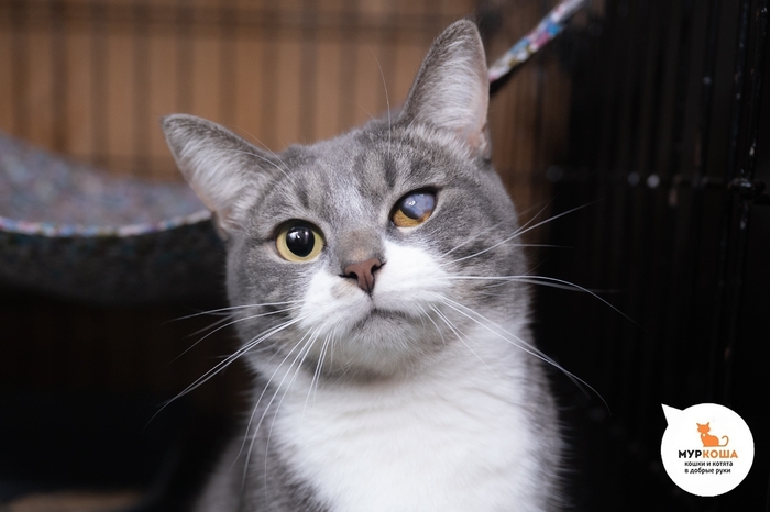 Кошка Кантри, 2 года, найдена на остановке.