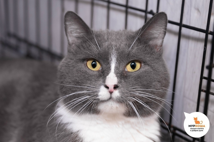 Кот Ручеёк, 4 года, из переполненной квартиры.