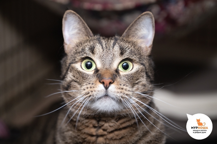 Кот Микадо, 3 года, найден в Липецке у магазина. Диагностирован ВИК. Пристраивается единственным котиком или в семью с кошками-носителями ВИК. Обращаем внимание, что ВИК не опасен для человека и животных других видов и не передается им.