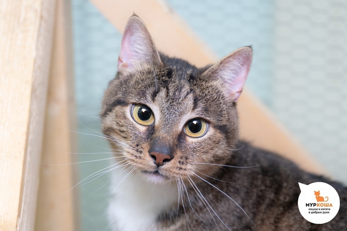 Кот Теобальд, 4 года, домашний.