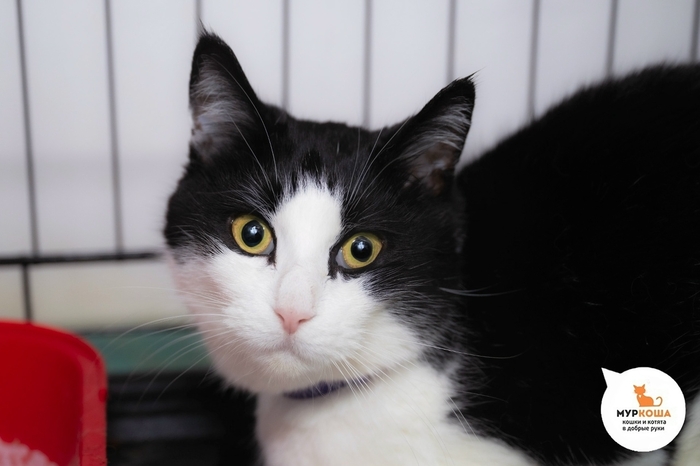 Кошка Тирси, 5 лет, домашняя.