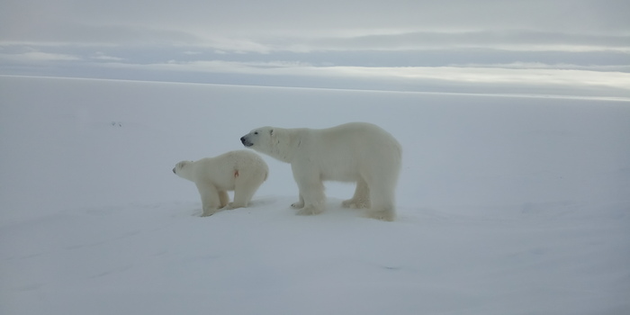 ���� �����. ���� � ���� ����� �������. � ���������� ����, ���������, ����� ����� �� �������� �����