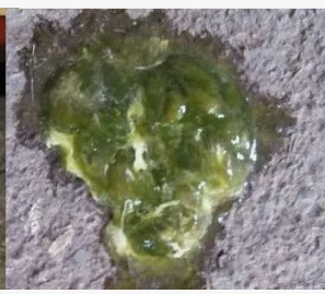 ���������������� �������