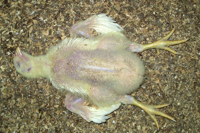 �������� ���� "��������" ��� �������