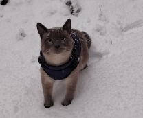 ������ ��������