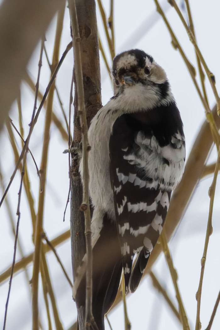 ����� ������ �����