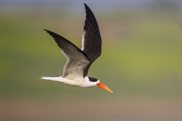 ��������� �������