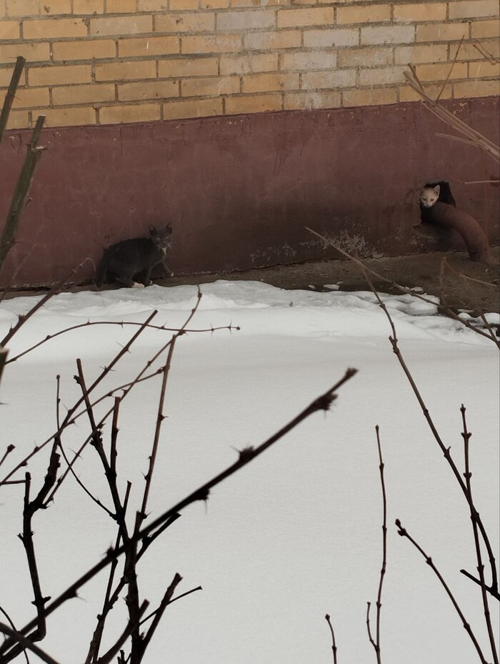 � ����� ������-����������� � ������� �� ����� �����